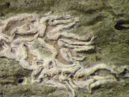 [Thalloloma sp. A]