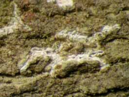 [Thalloloma sp. B]