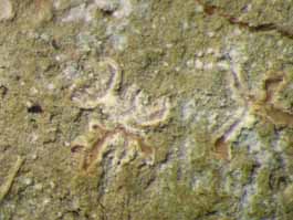 [Thalloloma sp. B]
