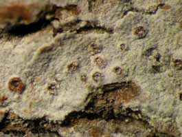 [Thelotrema diplotrema]