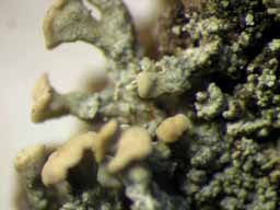 [Thysanothecium scutellatum]
