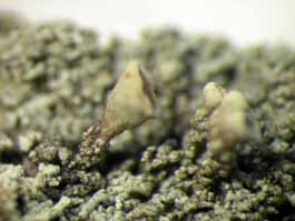 [Thysanothecium scutellatum]