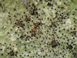 [Tricharia carnea]