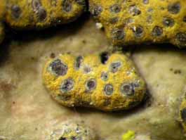 [Trypethelium eluteriae]