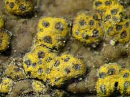 [Trypethelium eluteriae]