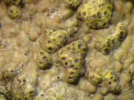 [Trypethelium eluteriae]