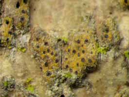 [Trypethelium eluteriae]