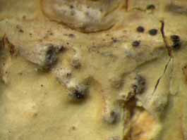 [Trypethelium epileucodes]
