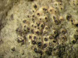 [Trypethelium epileucodes]