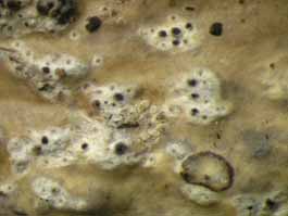 [Trypethelium epileucodes]