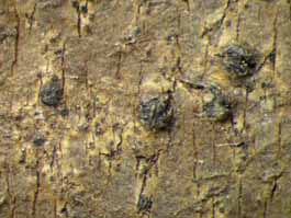 [Trypethelium epileucodes]