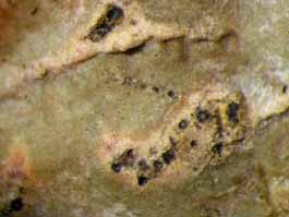 [Trypethelium epileucodes]