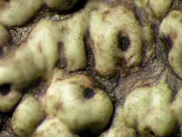[Trypethelium epileucodes]