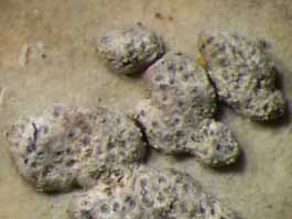 [Trypethelium subeluteriae]