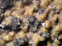 [Trypethelium tropicum]
