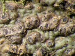 [Trypethelium subeluteriae]