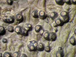 [Trypethelium tropicum]
