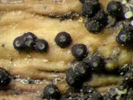 [Trypethelium tropicum]