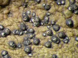 [Trypethelium tropicum]