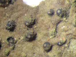 [Trypethelium tropicum]