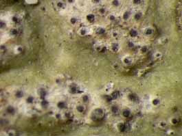 [Trypethelium variolosum]