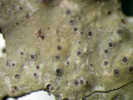 [Trypethelium variolosum]