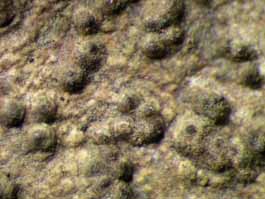 [Trypethelium variolosum]