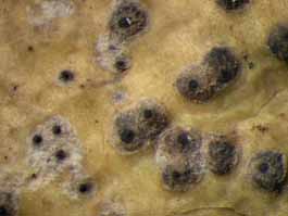 [Trypethelium variolosum]