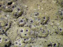 [Trypethelium variolosum]