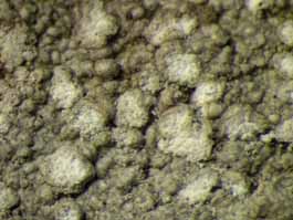 [sterile]