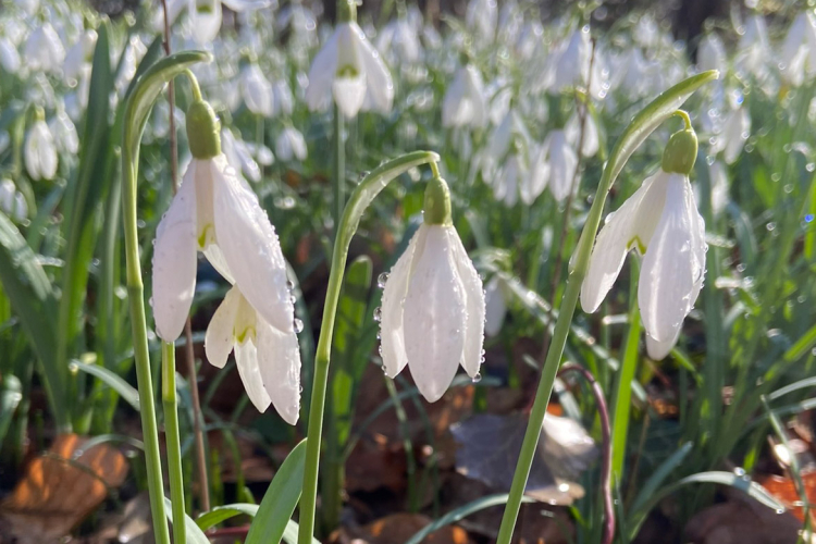 Schneeglöckchen
