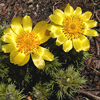 Frühlings-Adonisröschen (Adonis vernalis)