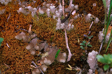[Cladina sp.]