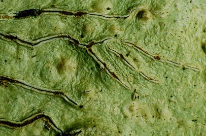 [Graphina colliculosa]