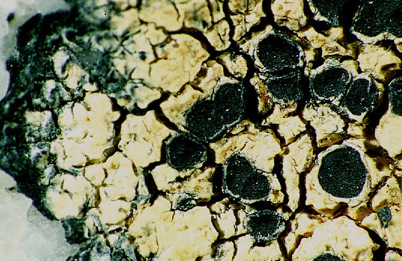 [Aspicilia atroviolacea]