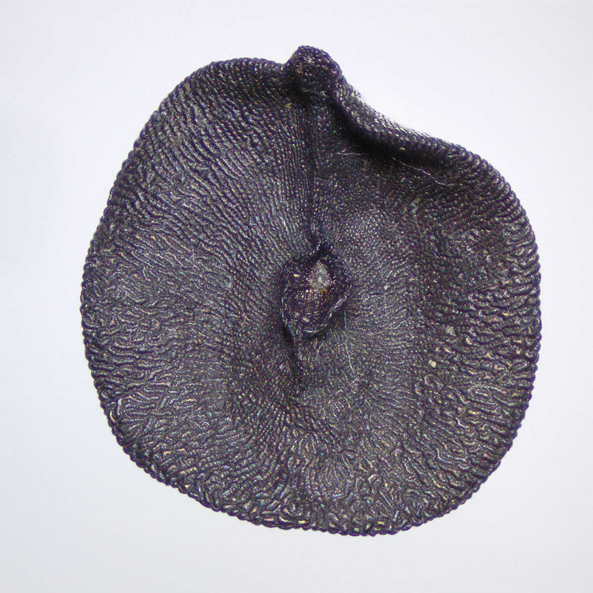 Dianthus Gratianopolitanus