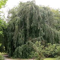 Fagus sylvatica Pendula 