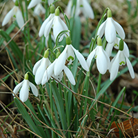 Schneeglöckchen (Galanthus nivalis), PG 01. Foto: I. Haas, Botanischer Garten Berlin