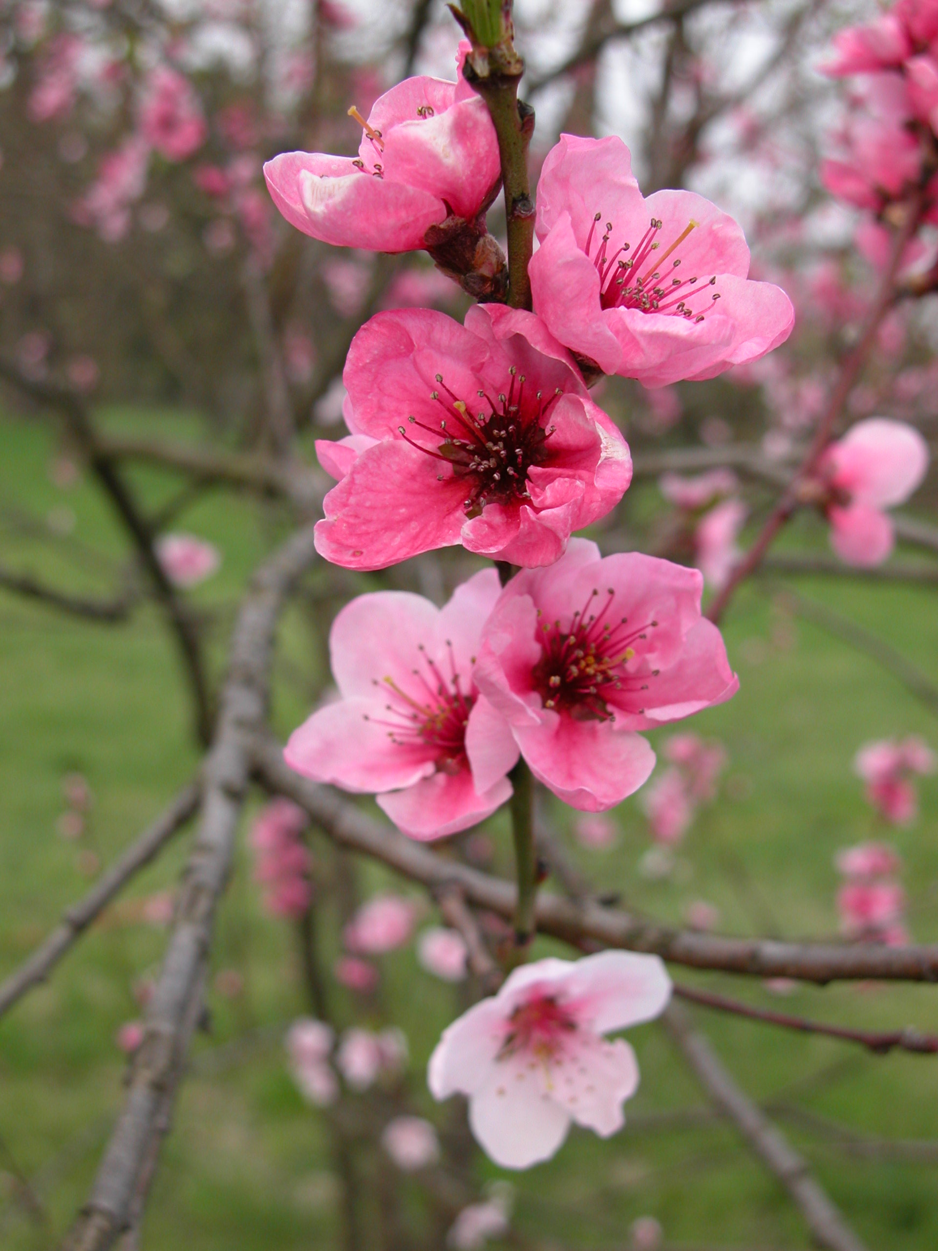 Fruhling Im Garten Es Bluhen Die Krokusse Primeln Marzenbecher Und Viele Schonheiten Mehr Bgbm