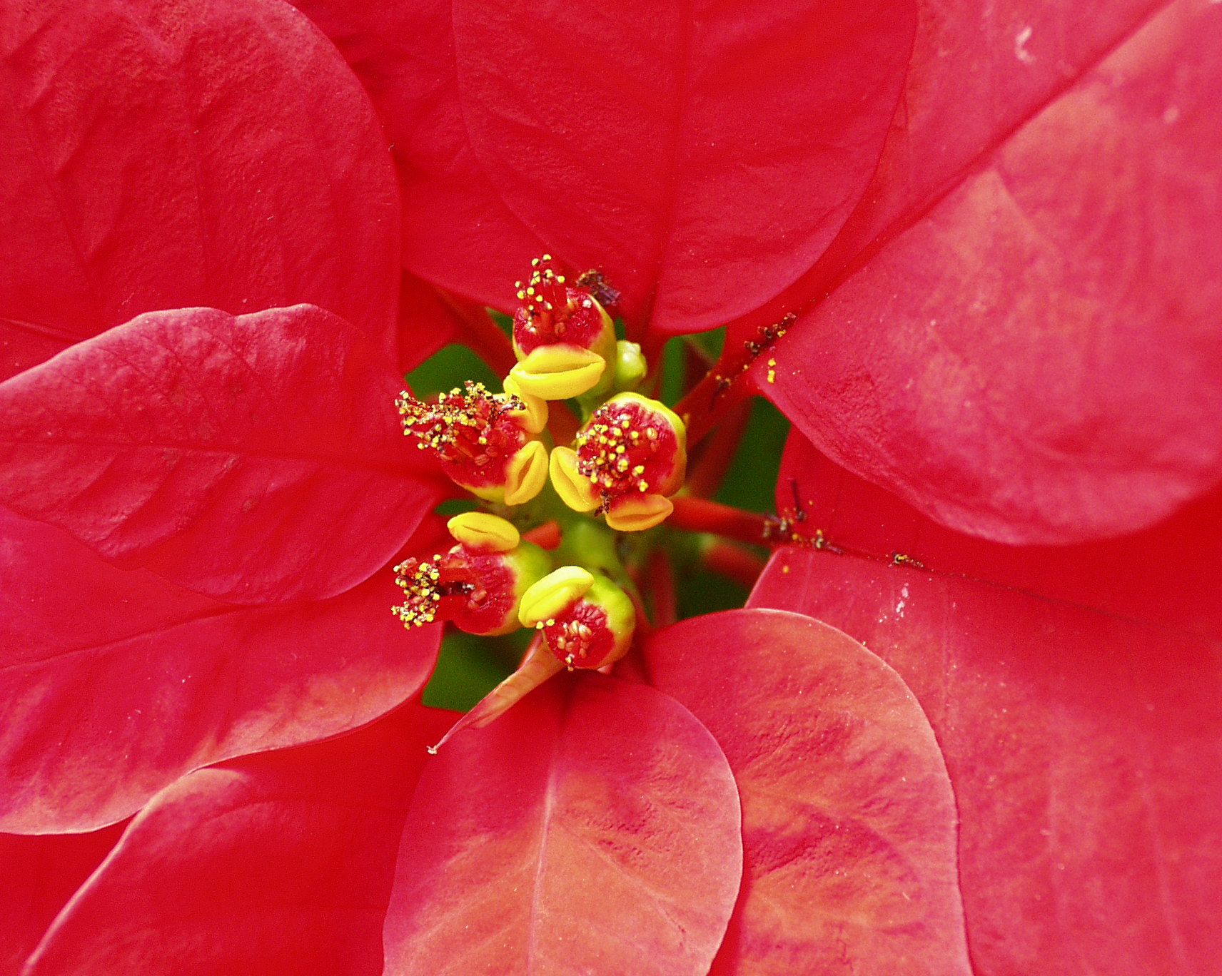 Weihnachtsstern | Botanischer Garten Berlin