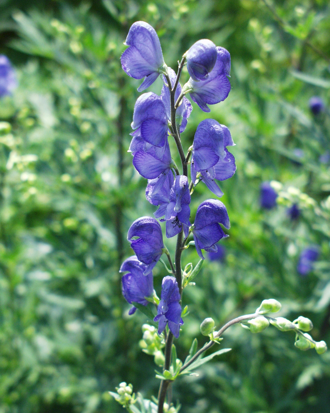Blauer Eisenhut Botanischer Garten Berlin
