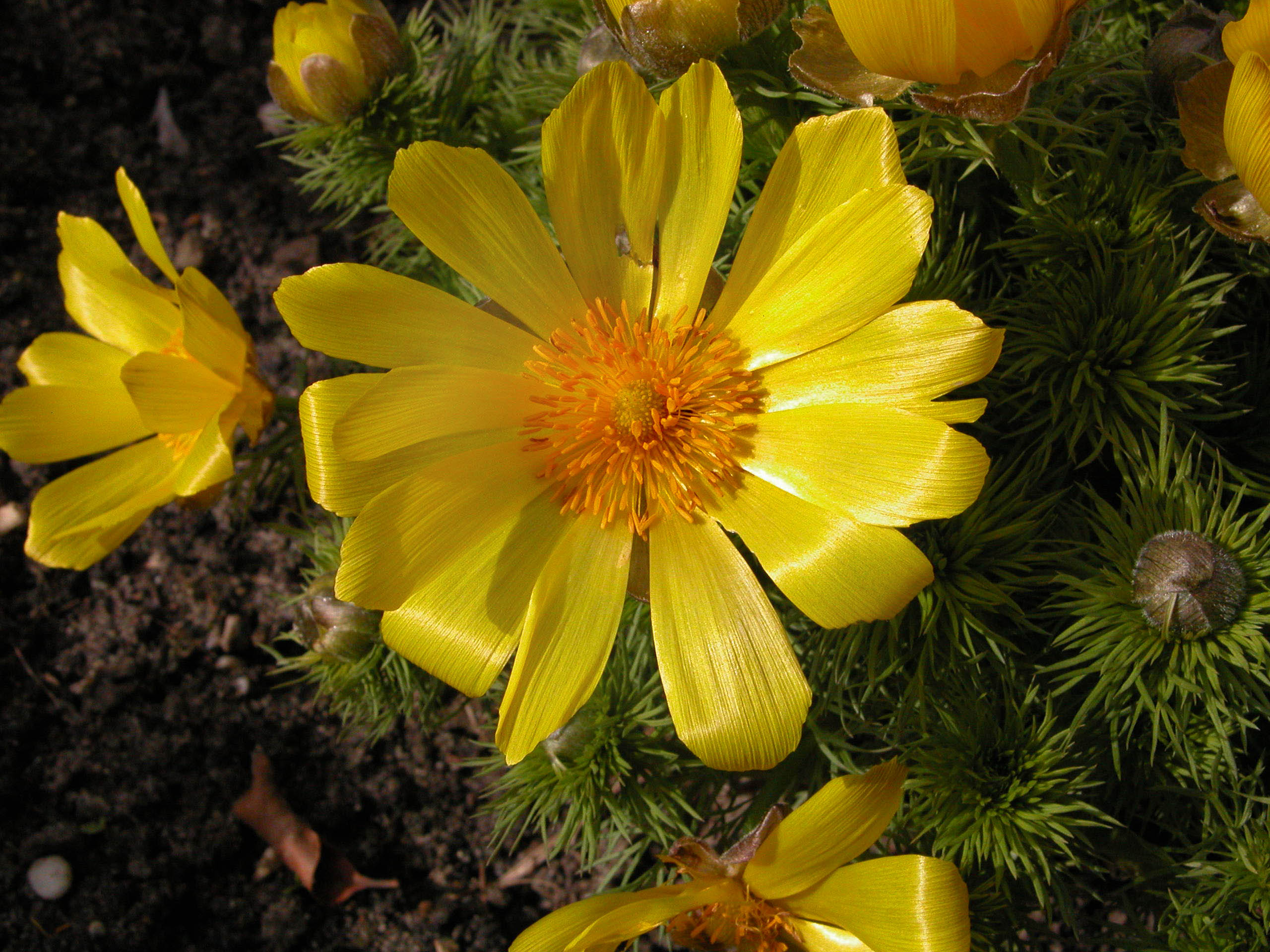 Adonisröschen | Botanischer Garten Berlin