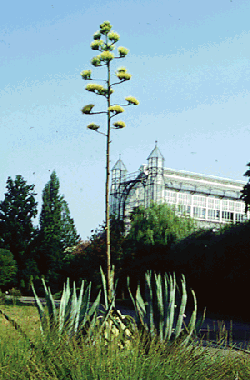 Die Agave | Botanischer Garten Berlin