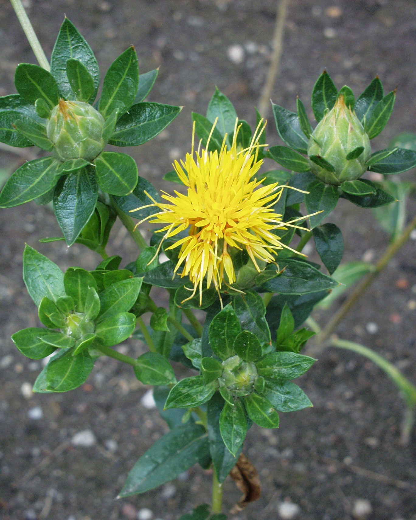 Färbepflanzen Botanischer Garten Berlin