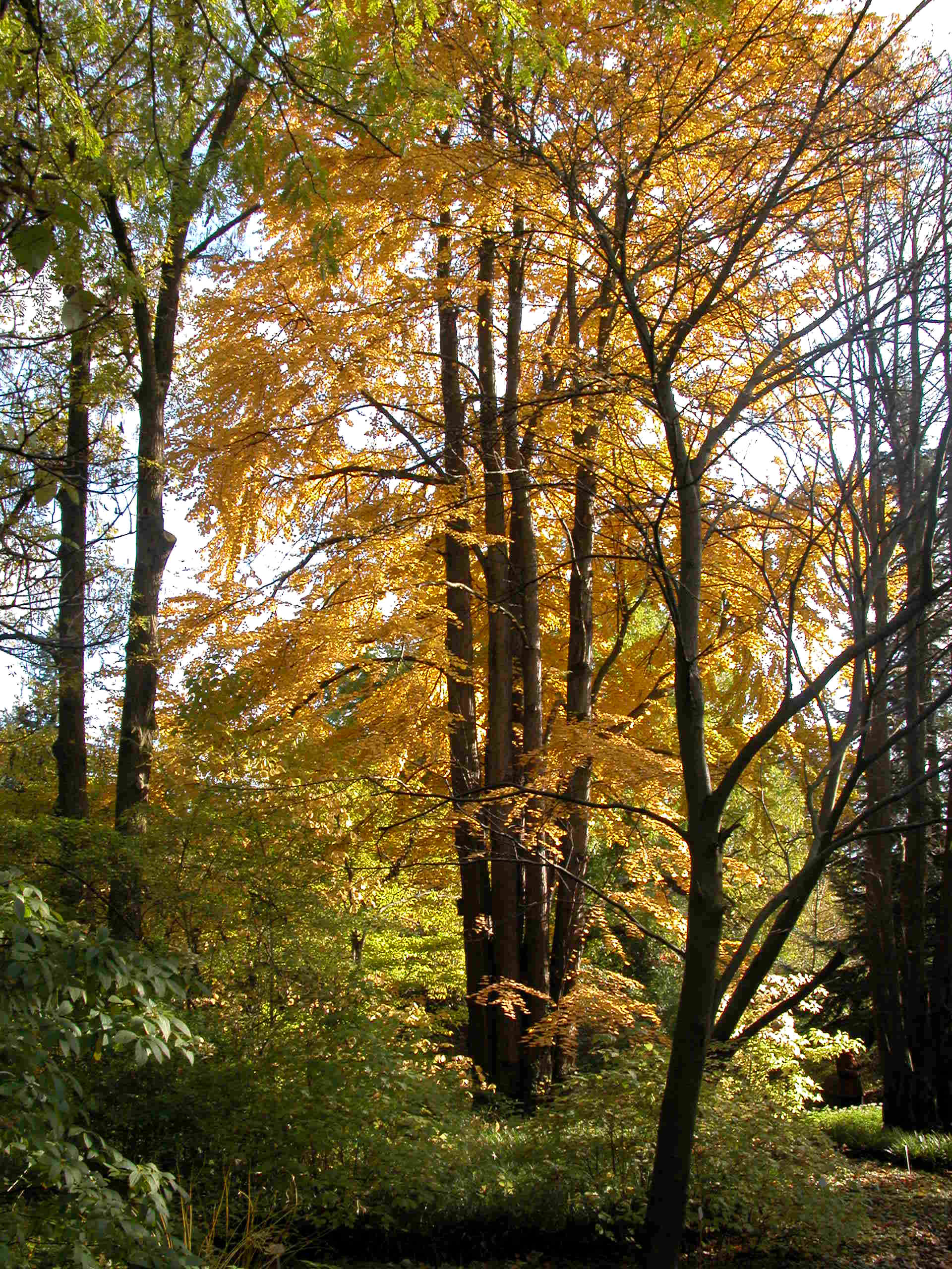 Der „kuchenduftende“ Katsurabaum | BGBM