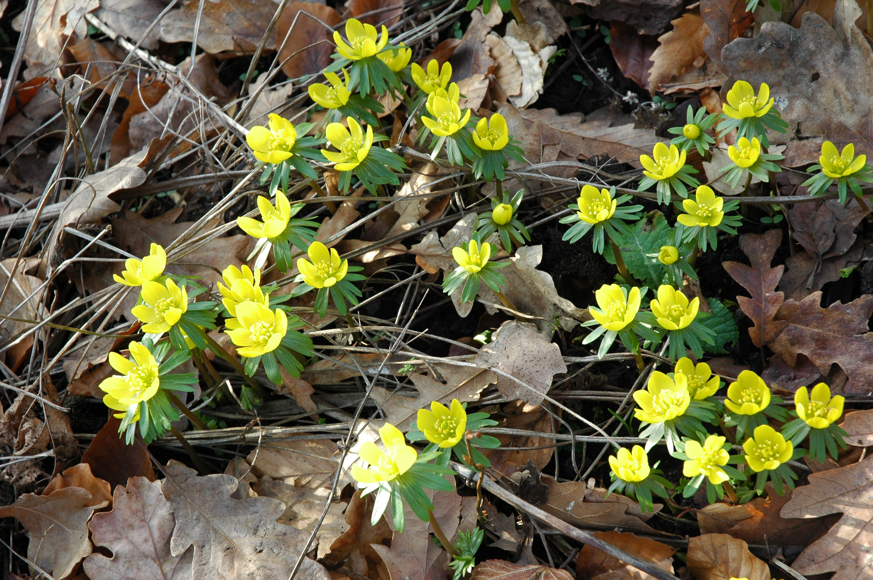 Der Winterling Botanischer Garten Berlin