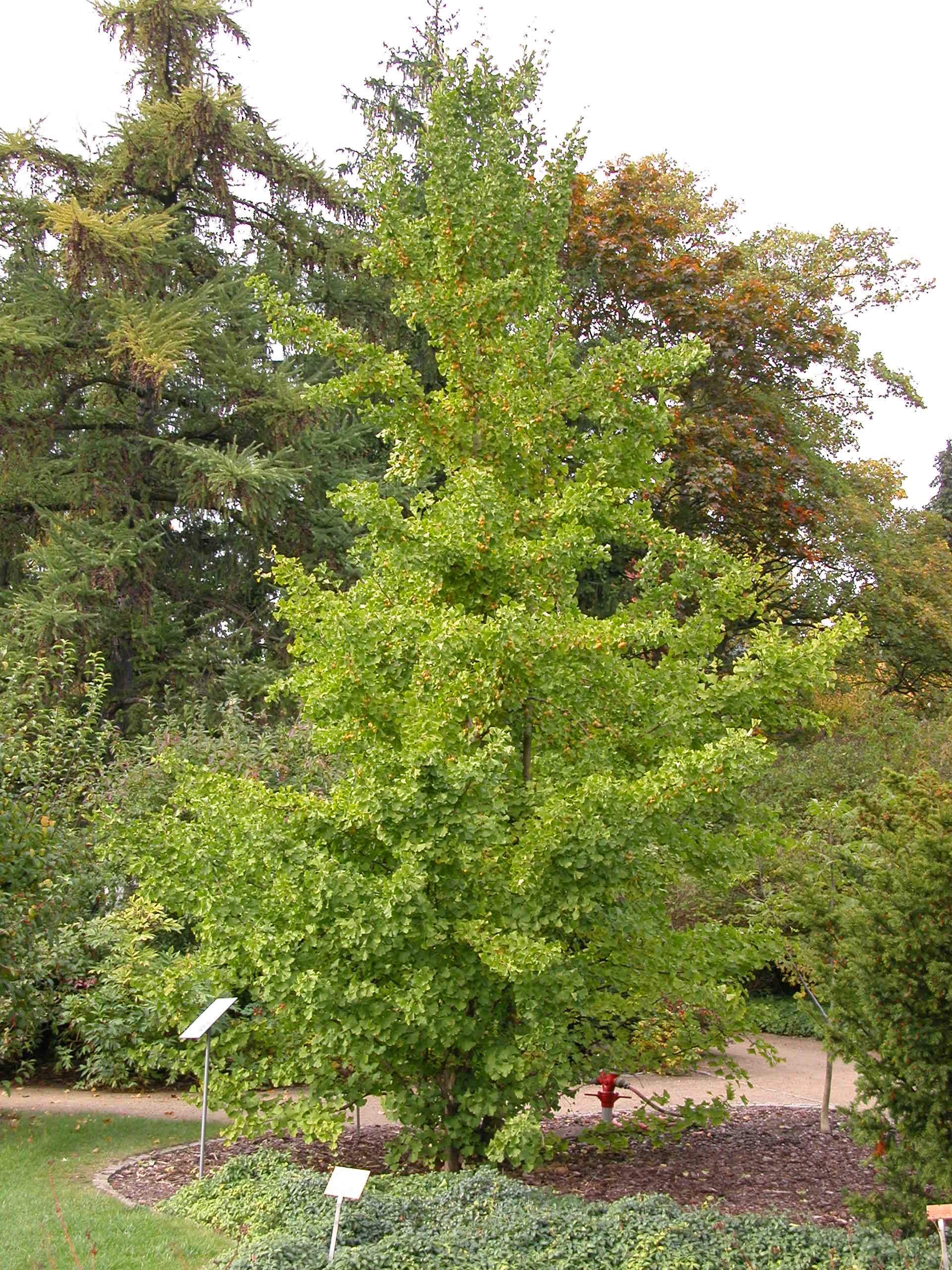 45+ schlau Bilder Ginkgo Garten Ginkgo Pflanzen Und