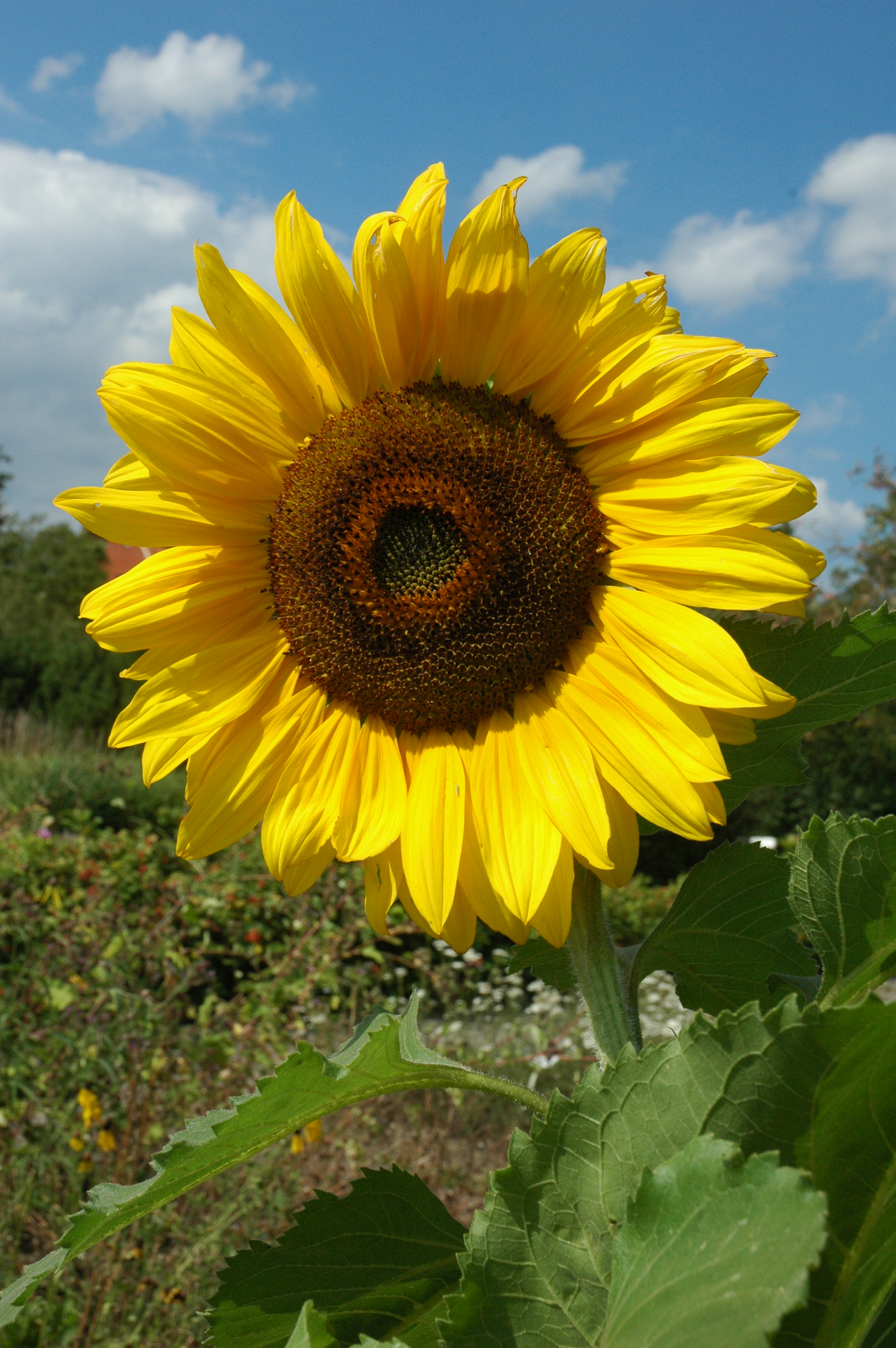 Bild einer Sonnenblume: Unveiling the Essence of a Timeless Masterpiece