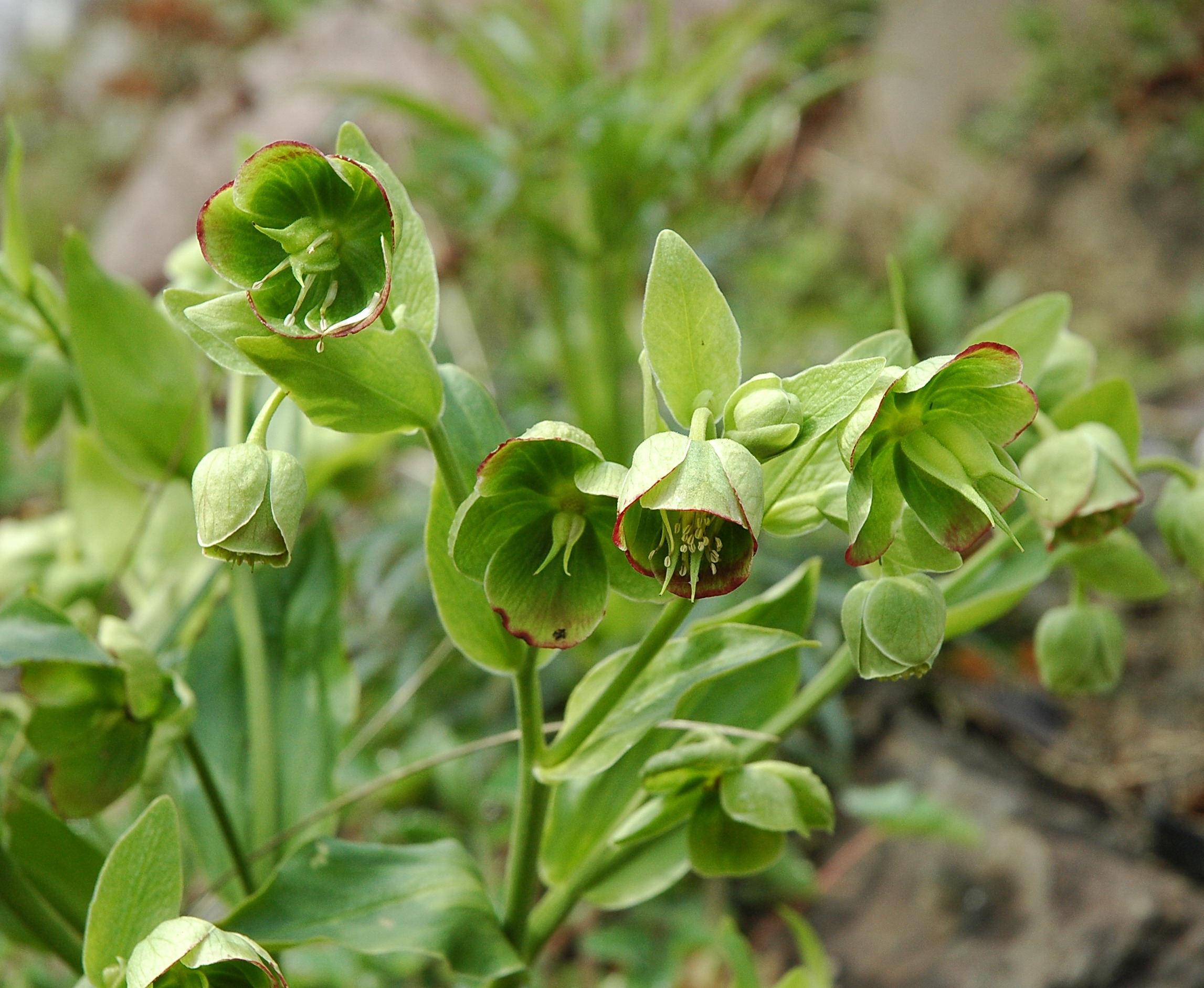 Christrose und Nieswurz Botanischer Garten Berlin