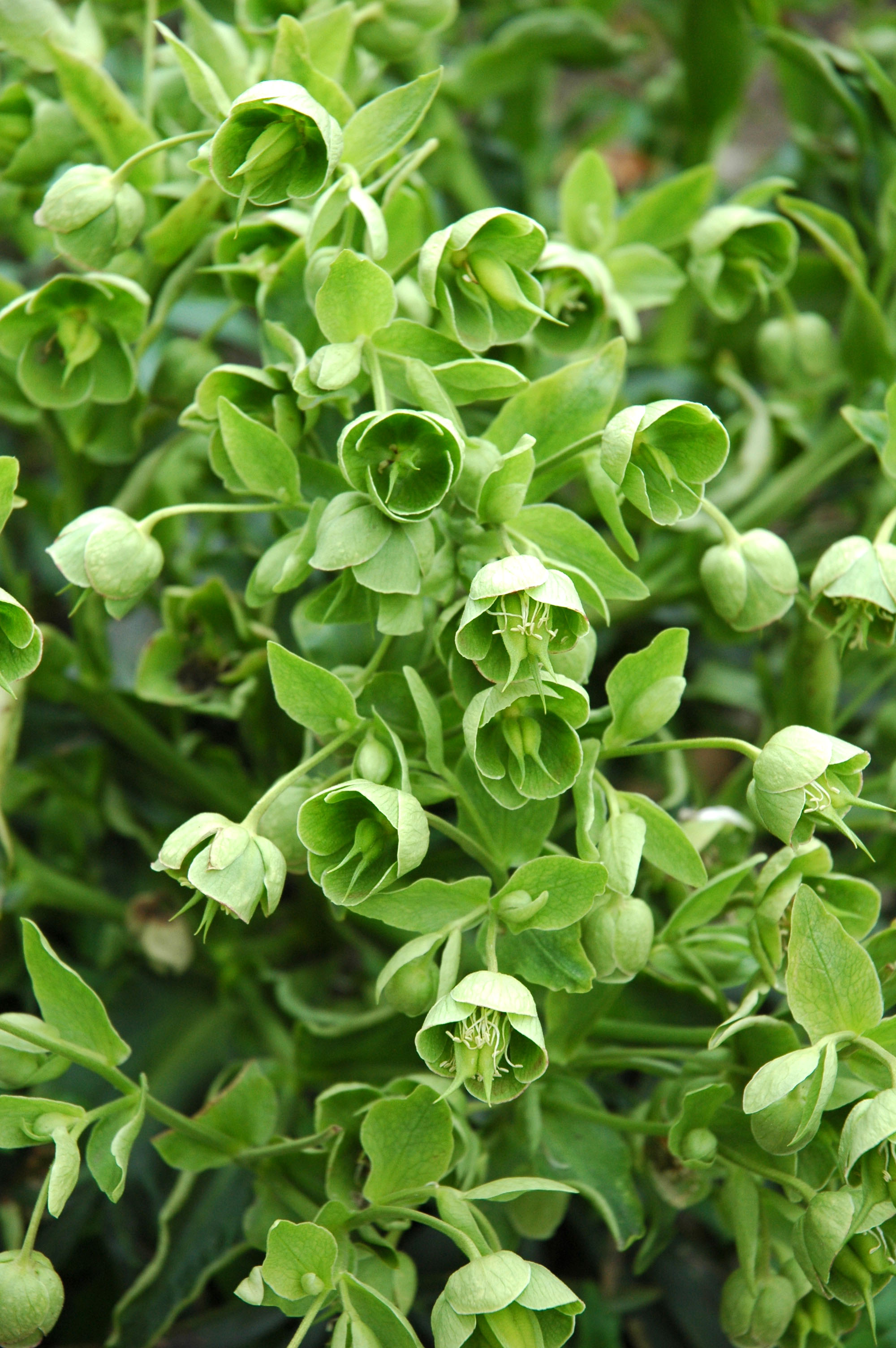 Christrose und Nieswurz Botanischer Garten Berlin